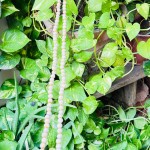 Tulsi Mala (Kanthi Mala)