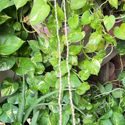 Tulsi Mala (Kanthi Mala)