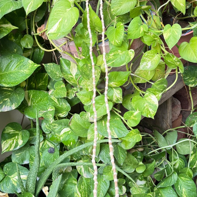Tulsi Mala (Kanthi Mala)